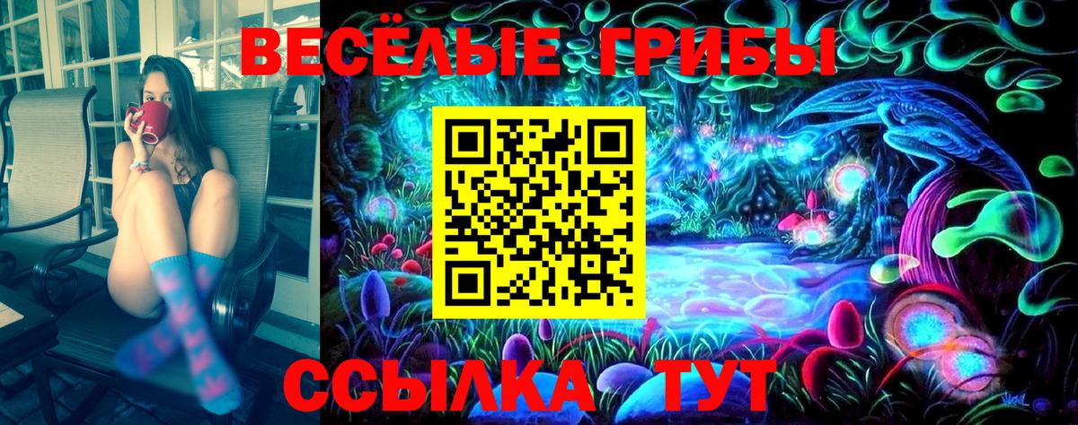 Галлюциногенные грибы Psilocybe Нововоронеж